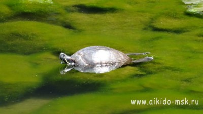 Черепаха парка Майдзуру
