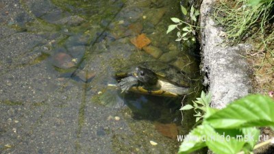 Черепаха из реки "Фуэфукиава" 